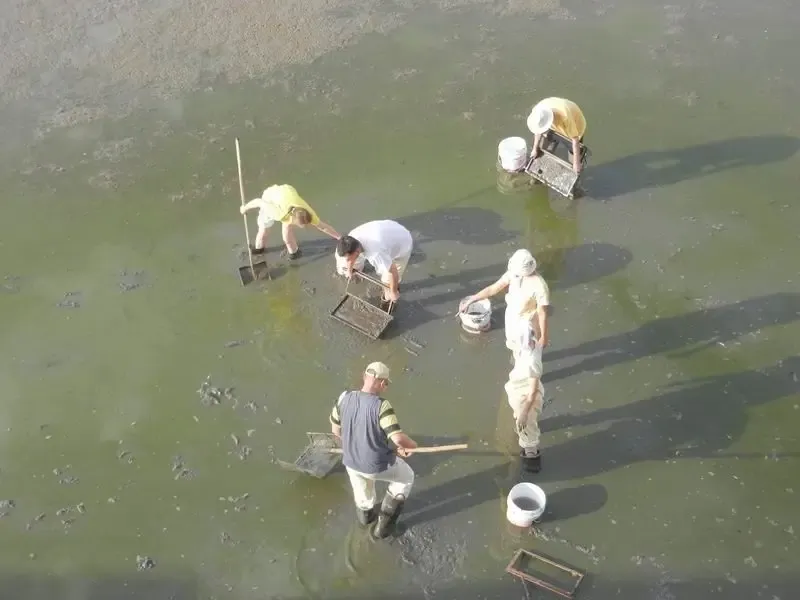 rescuing-water-animals-from-the-drying-out-talab-in-jadan-ashram bodyImage